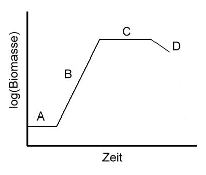 Wachstumskurve
